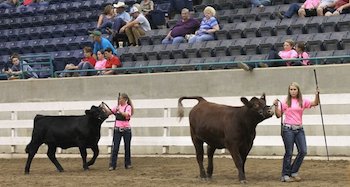 Show ring